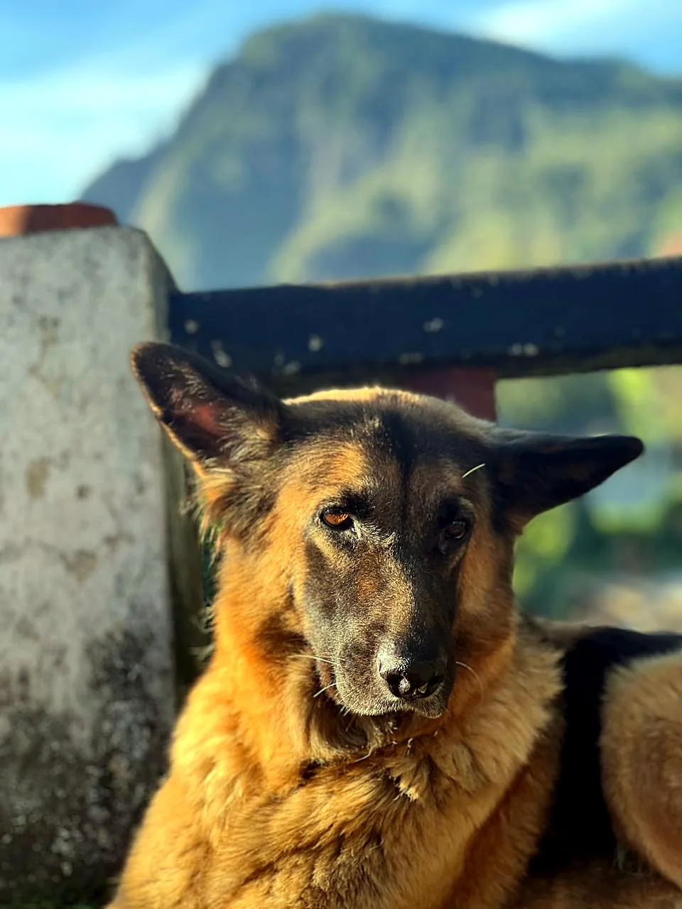 The resident dog at Rock View Hostel Ella